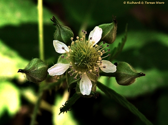 {Geum canadense}